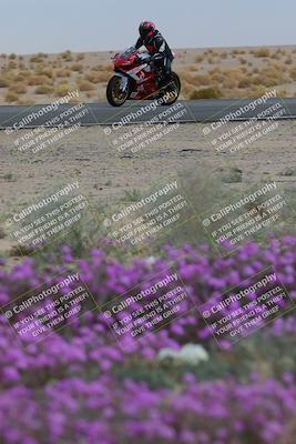 media/Jan-14-2023-SoCal Trackdays (Sat) [[497694156f]]/Turn 14 Exit Bloomig (145pm)/